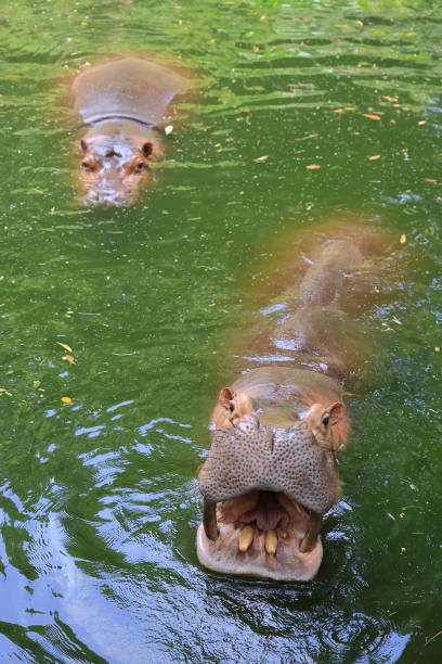 istock Hippo swimming in a pond 2184917240