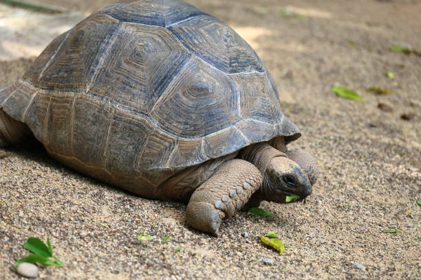 istock Tortoise eating leaves 2184917327