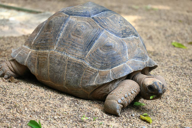 istock Tortoise eating leaves 2184917353