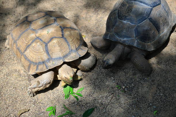 istock Tortoise eating leaves 2184917381