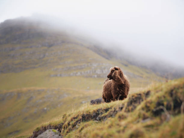 Sheep in a meadow during rainy day at Faroe islands. Photographed in medium format.