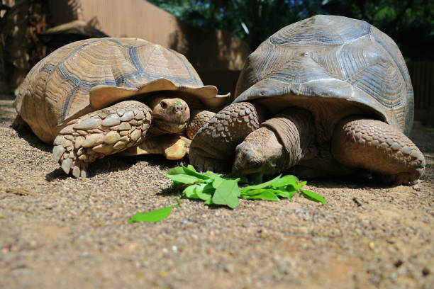 istock Tortoise eating leaves 2184917398