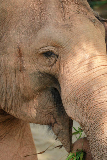 istock Close up of elephant 2184917623