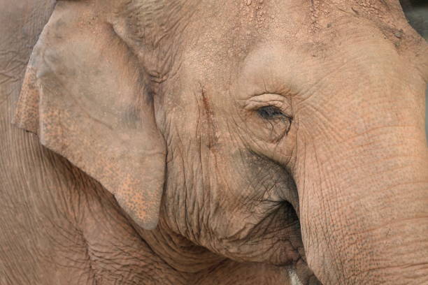 Close up of elephant