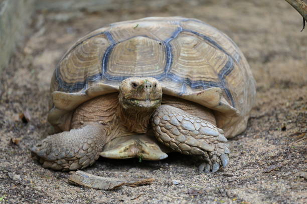 istock Tortoise eating leaves 2184917692