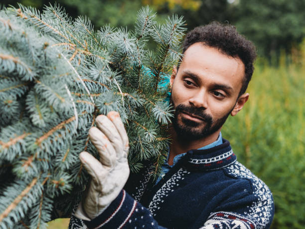 istock Man carrying christmas tree in a christmas tree farm 2184918349