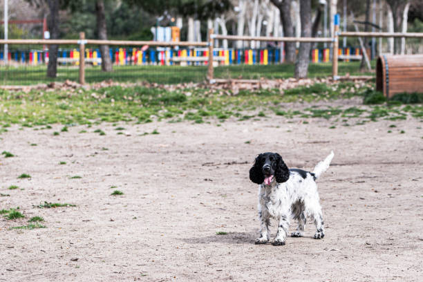 A cocker spaniels dog is standing while resting from playing in the city dogs.