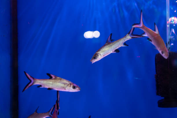 Bala shark fish in fish tank for sale in ornamental fish market