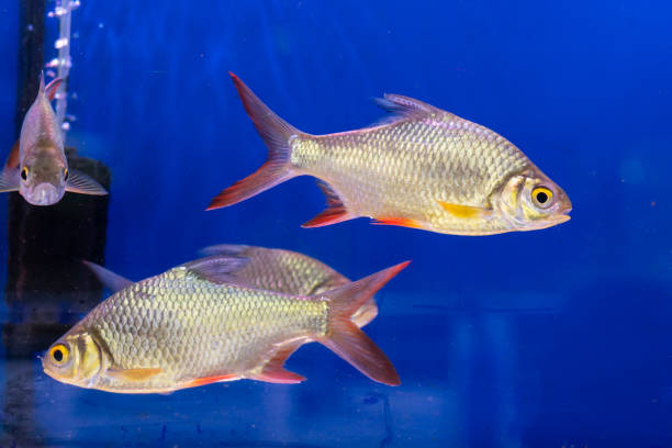 Red tailed tinfoil fish in fish tank for sale in ornamental fish market