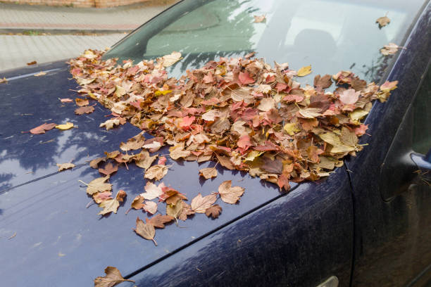 istock Abandoned Car Covered in Autumn Leaves on Windshield 2184924065