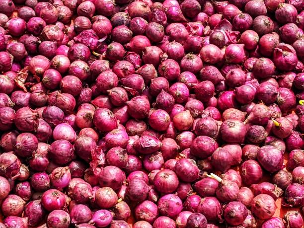 red onion harvest