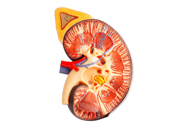 istock Kidney model isolated on white background with clipping path. Chronic kidney disease, treatment urinary system, urology, Estimated glomerular filtration rate eGFR. 2184927264
