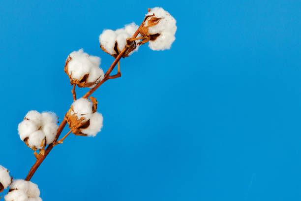 Cotton buds branch against blue wall in room, house decoration
