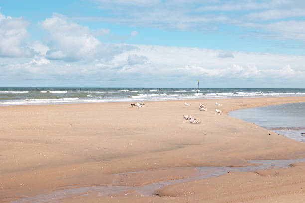 istock Seagulls sitting and standing on the beach. 2184929163