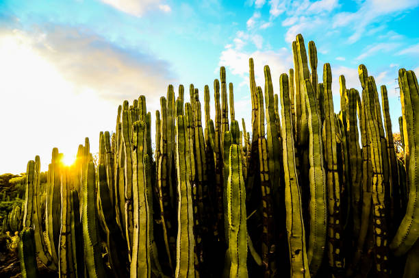 istock A field of cacti with the sun shining on them 2184933923