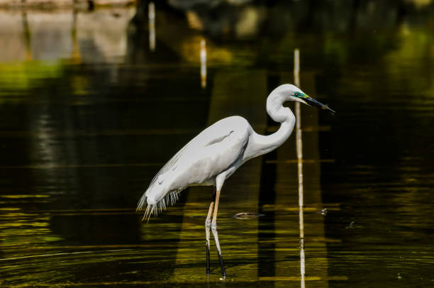 istock A white bird is standing in the water 2184933961