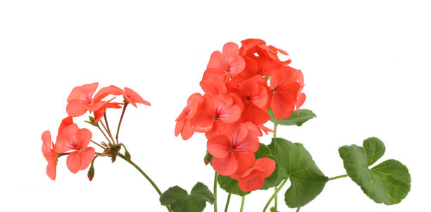 istock Pelargonium flowers isolated on white background. 2184934105