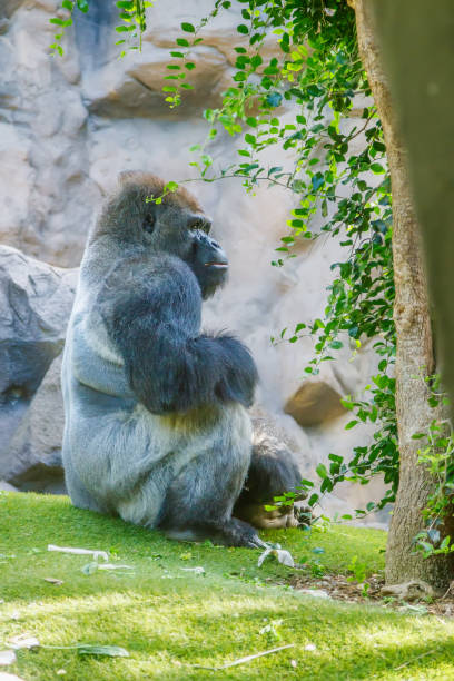 istock A large gorilla sitting on the grass near a tree 2184934197