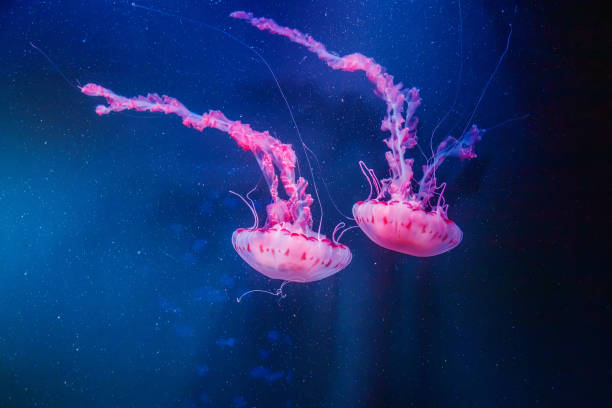 Two pink-tinted jellyfish drift gently in a dark blue, underwater setting