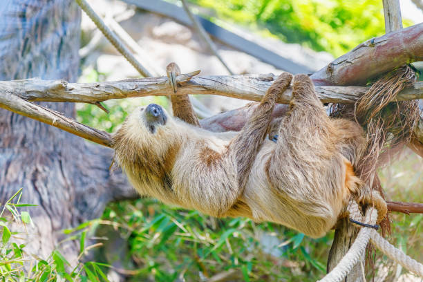 A sloth hanging from a tree branch. The sloth is using its long, curved claws to grip the branch securely. The unique behavior and physical adaptations of sloths, such as their slow movement and specialized claws for hanging from trees.
