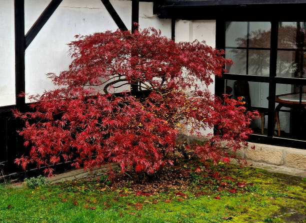 Maple medium fast growing cultivar reaching a height of 4m and a width of 3m. forms a relatively airy, later thickening rounded crown. The seven-lobed leaves have a dark purple color in spring, dissectum, atropurpureum, bloodgood