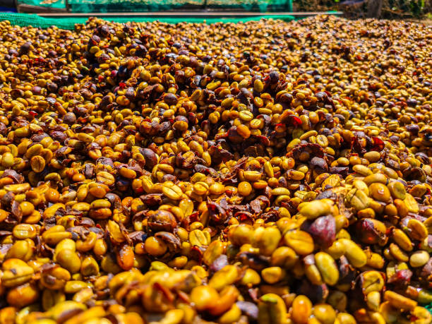 istock Traditional Honey-Processed Coffee Beans Drying on Elevated Racks Under Natural Sunlight 2184934354