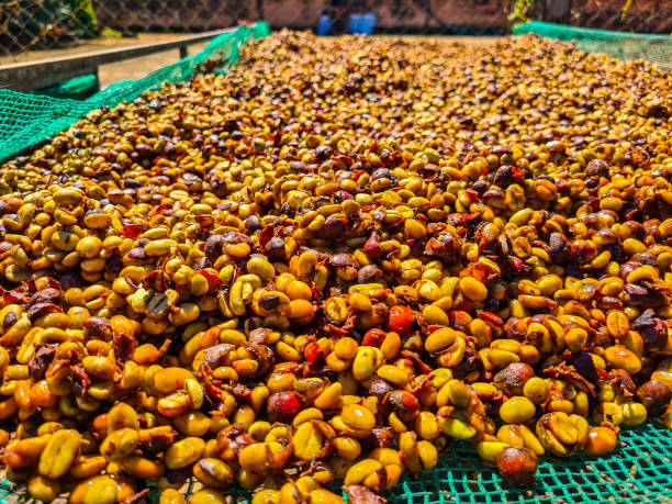 istock Traditional Honey-Processed Coffee Beans Drying on Elevated Racks Under Natural Sunlight 2184934355