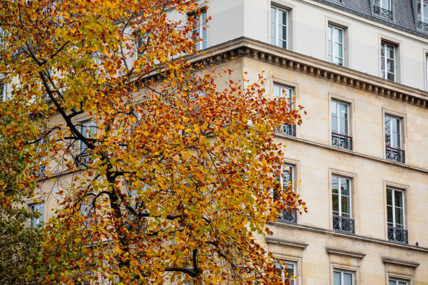 istock Paris apartment building and autumn tree 2184934606