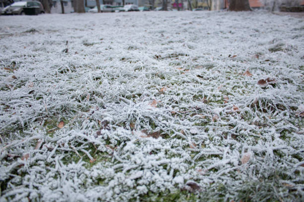 Frost in the park, ice, grass and leafs