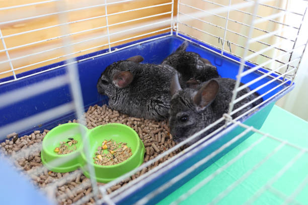 istock People care for and play with chinchillas. 2184935829