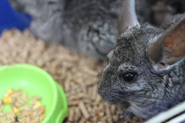 istock People care for and play with chinchillas. 2184935831
