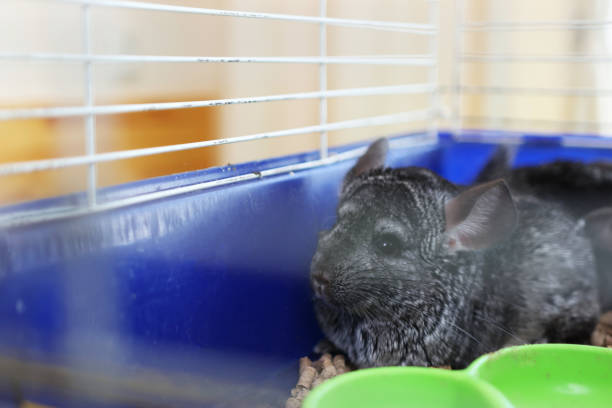 istock People care for and play with chinchillas. 2184935988