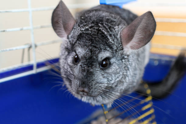 istock People care for and play with chinchillas. 2184935990
