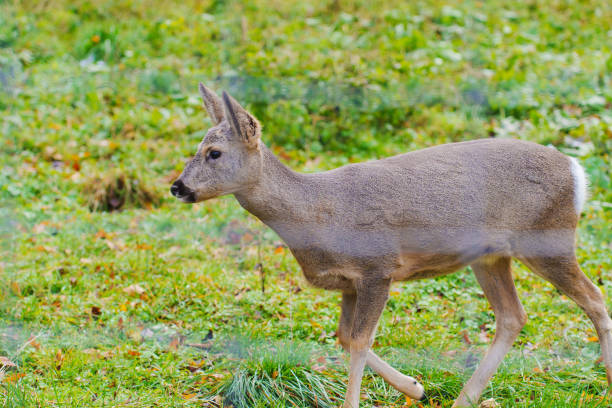 Young roe deer in  in Hortobagy National Park, UNESCO World Heritage Site, Puszta is one of largest meadow and steppe ecosystems in Europe, Hungary