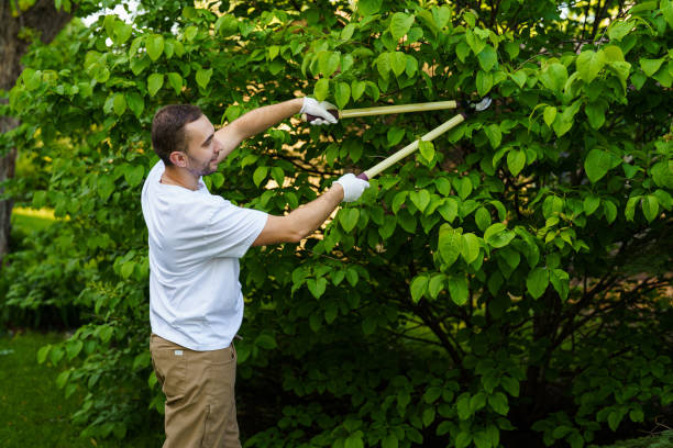 istock Man Garden worker trimming bushes with scissors in the yard 2184937541