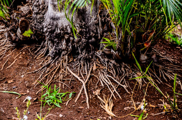 Intricate Roots Over Smooth Stones