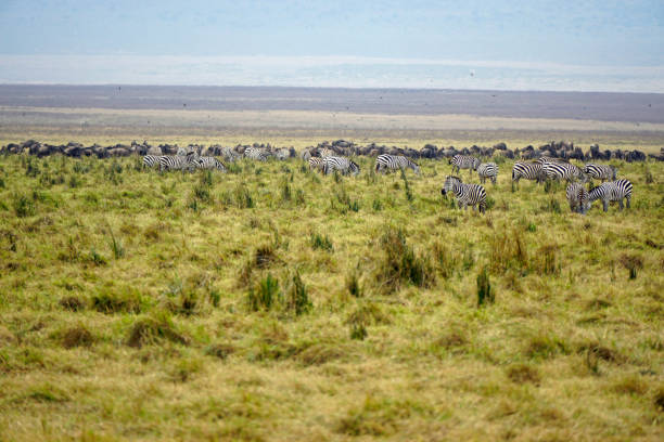 tanzania wildlife