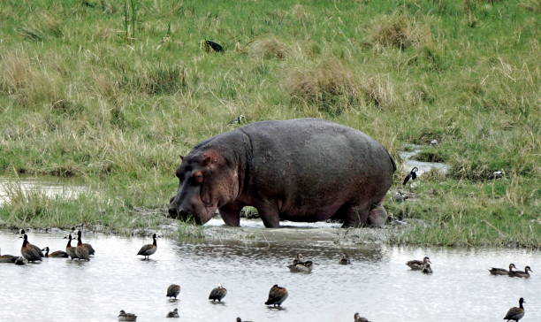 Close-up of a Hippopotamus amphibius partially submerged in murky water, at Bannerghatta National Park, Karnataka, India.