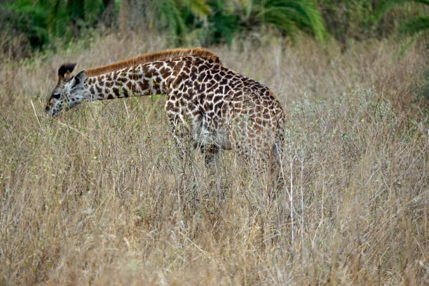 istock tanzania wildlife 2184940661