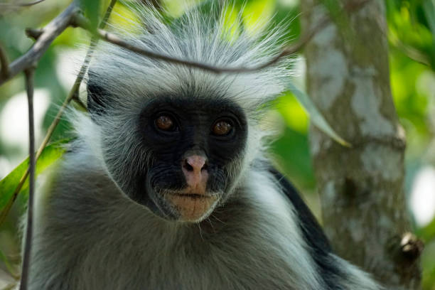 istock tanzania wildlife 2184941207