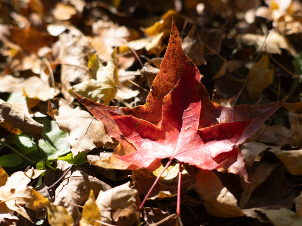 Deep autumn, autumn leaves, enjoying autumn