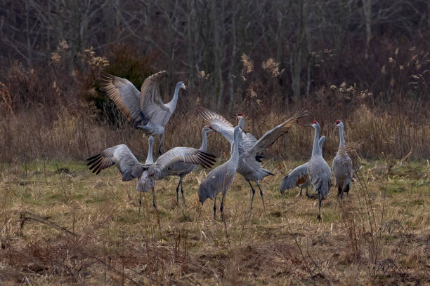 istock A herd of Sandhill Cranes 2184941804
