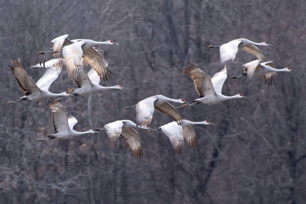 istock A Herd of Sandhills In Flight 2184941828