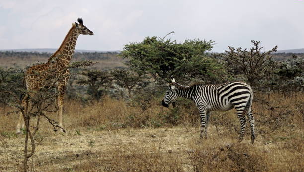 istock tanzania wildlife 2184941871