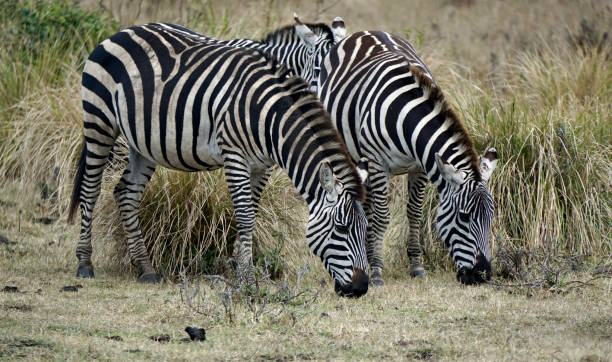 istock tanzania wildlife 2184941892
