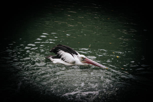 pelicans on the pond, good for article or commercial