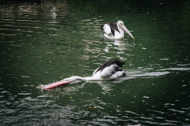 pelicans on the pond, good for article or commercial commercial