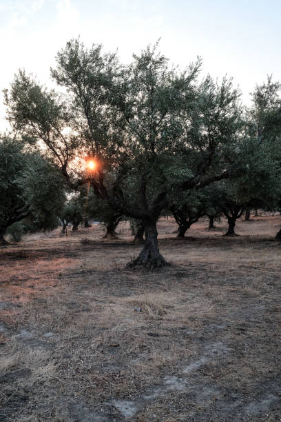 istock Serene Olive Grove Landscape at Sunset With Natural Beauty 2184942548