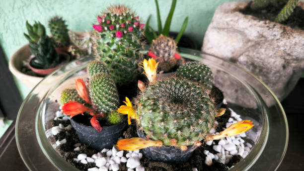 istock various types of mini succulents in pot 2184942584