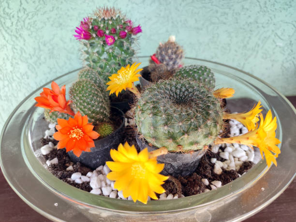 istock various types of mini succulents in pot 2184942648